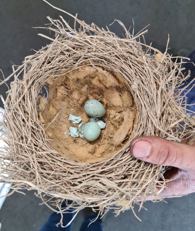Birds nest in engine